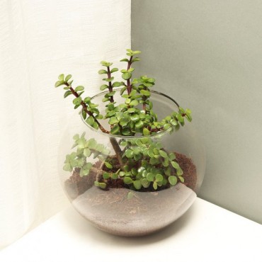 Jade Plant Terrarium In Glass Vase